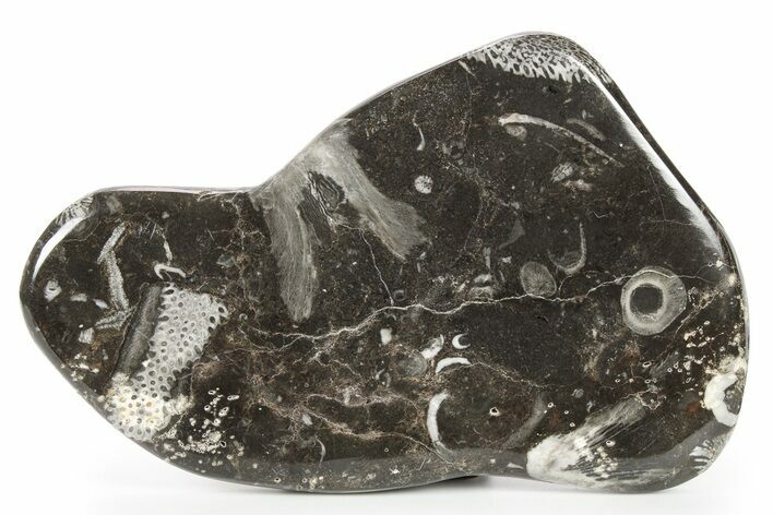 Polished Devonian Fossil Coral and Bryozoan Plate - Morocco #259129